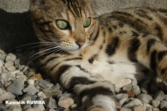 Kawalik Illora silver charcoal rosetted